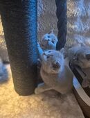 Sieben zuckersüße Kitten suchen ein liebevolles Zuhause in 54451