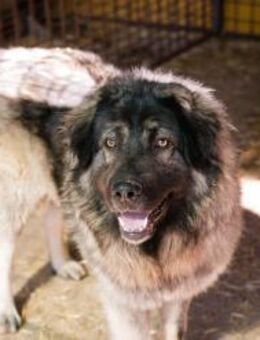 BEAR - gemäßigt und zurückhaltend - Overath