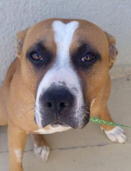 BOOMER - lieber Familienhund..... - Kempen