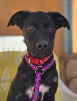 ❤️Joy, Freude auf vier Pfoten - Kissing