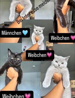 5 Kitten abzugeben - Berlin Steglitz-Zehlendorf