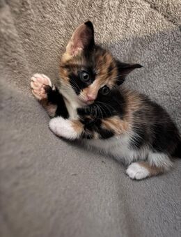 Katzen kitten - Hodenhagen
