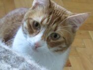 Verschmustes Katerchen TANGO sucht ♥️ - München