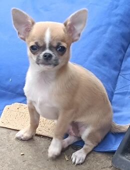 Wunderschöne Chihuahuas zu verkaufen - Neukalen