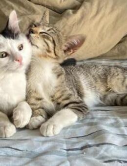 Teddy und Mousy aus dem Tierschutz - Grevenbroich