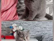 Abgabebereit BKH+BLH Kitten Lilac+Blau - Wissen