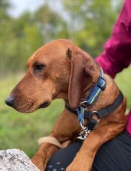 Charmante Hündin Bubica sucht Zuhause - Hamburg