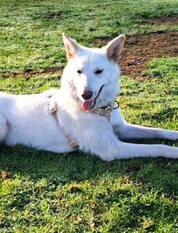 Yuki sucht ihr Zuhause für Immer - Laatzen