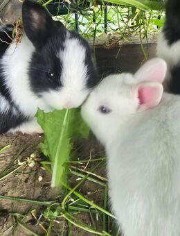 Zwergkaninchen /Farbenzwerg/ Hermelin Babys, 6 Wochen alt - Heiningen (Baden-Württemberg)