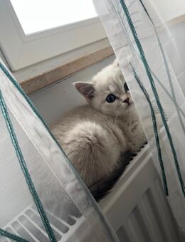 Kitten (BKH) - Treuchtlingen