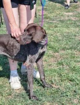 Mendi wünscht sich ein Zuhause - Nordwalde