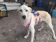 🆘 Notfall 🆘❤️ Liebevoller Balanel ❤️ - Eislingen (Fils)