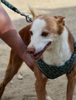 Jota, sucht Altersruhesitz - Westerholt