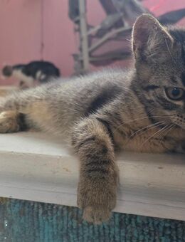 KITTEN Maine-Coon Perser Mix - Querfurt
