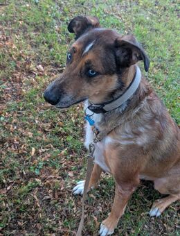 Malinois Australien Sheppard Mix sucht Traum zu Hause - Dierdorf