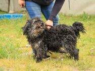 Bogáncs LM Freundlicher Puli-Mix - Neustadt (Rübenberge)
