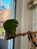 Papagei in 52072
