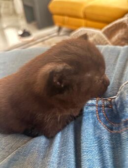 Babykatzen, Katze - Preußisch Oldendorf