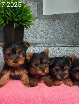 Yorkshire Terrier welpen/ Chip - Simbach