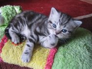 BKH Kitten Kater Katze Britsh Kurzhaar whiskas mit Stammbaum silber tabby classic - Köln