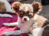 Wunderschöne Chihuahuas zu verkaufen - Neukalen