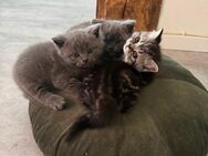 Britisch kurzhaar katze - Werl Zentrum