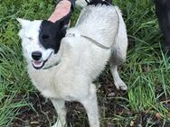 MONOKEL toller Familienhund - Gelnhausen