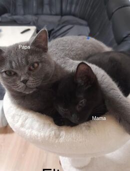 BKH Mix baby Katzen - Gelsenkirchen Bulmke-Hüllen