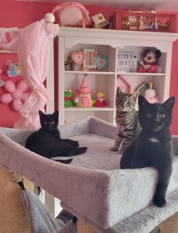 Süße Kitten Babykatzen suchen ein zu Hause - Egmating
