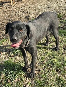 Sanft treu lieb gehorsam klug = MIRA ♥️ - München