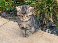 Zuckersüßer Kater sucht ein neues Zuhause - Verl