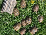 Griechische Landschildkröten aus NZ 2024 - Lappersdorf