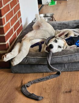 Welpe/Junghund Loki sucht ein tolles Zuhause! - Handewitt