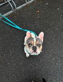 Bob sucht ein neue liebe volles zu Hause in 45665