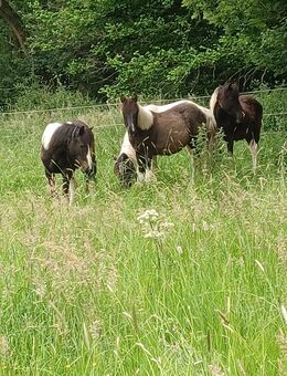 Lewitzer Stute Schecke - Hachenburg