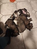 Leonberger-Collie-Mix in 29699