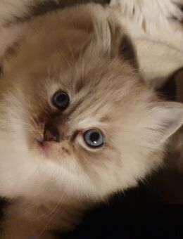 4 wunderschöne, reinrassige Ragdoll Kitten mit 12 Wochen in liebevolle Hände anzugeben - Zahna-Elster