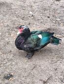 Barbarie Bergente Flugenten Erpel in 49762