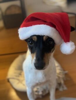 In Düsseldorf wartet Jack Russel Hündin! - Meinerzhagen