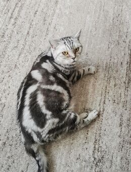 Silver Tabby Classic Erwachsene Dame - Hamburg Harburg