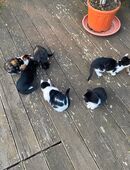 Hauskatzen abzugeben Kitten in 01157