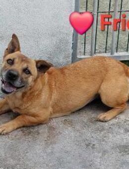 Frieda - wünscht sich ein Körbchen - Höchst (Odenwald)