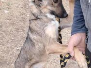 🐶 Charmanter Khan sucht dich! 💛 - Eislingen (Fils)