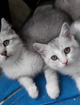 BKH Mix Kitten / Kätzchen, geimpft, gechipt - Hamburg