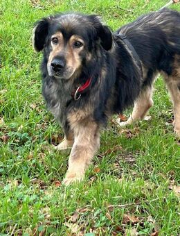 Zordon sucht sein für immer Zuhause!! - Bünde Zentrum