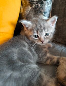 BLH und BKH Kitten - Berlin Reinickendorf
