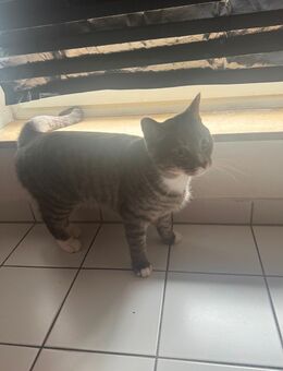 Kater 1 Jahr 5 Monate - Neuss