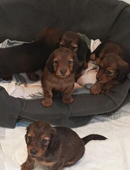 Zwerglanghaardackel Welpen - Kruft