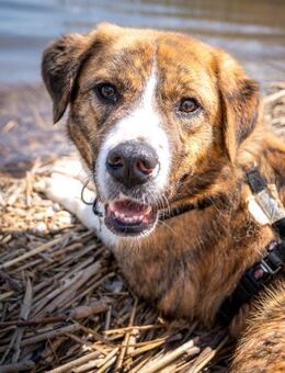 toller Tierschutzrüde, Bowie sucht ES - Köln