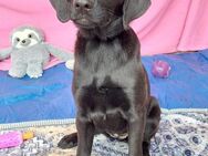 Luna - bezauberndes Hundekind ❤️ - Speyer